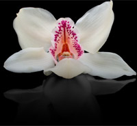 Orchidee