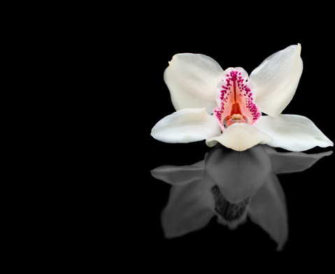 Orchidee